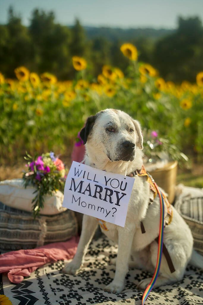 Dog proposal moment