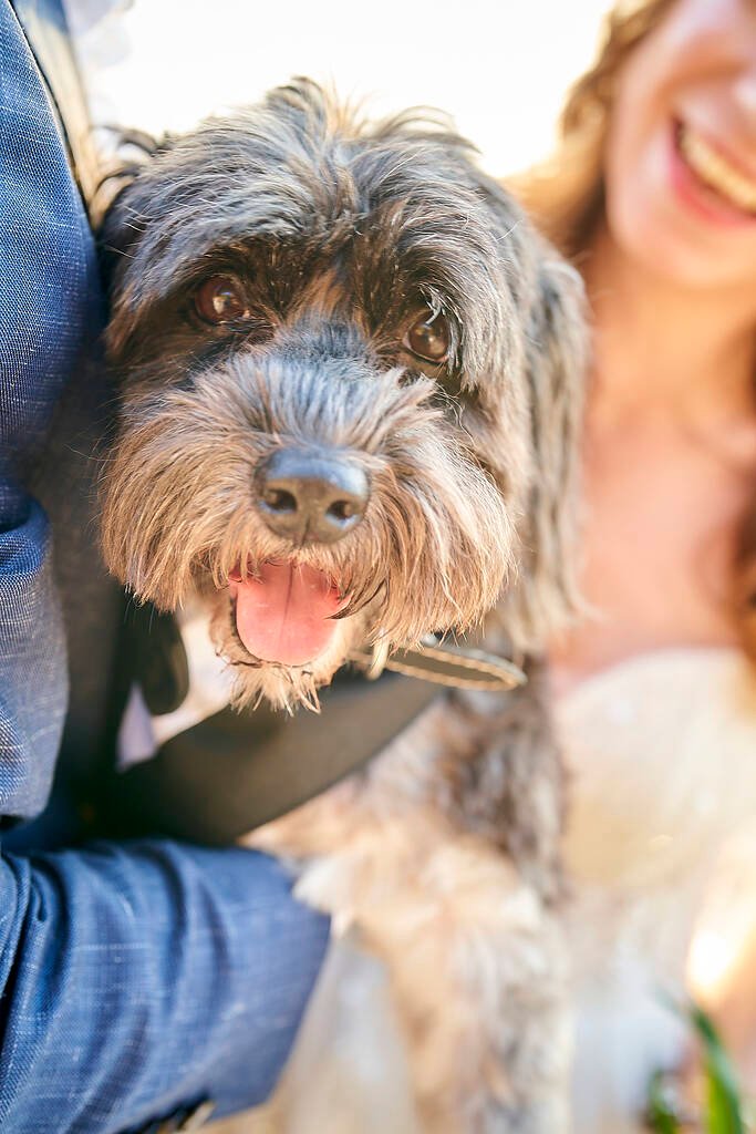 dog wedding portrait