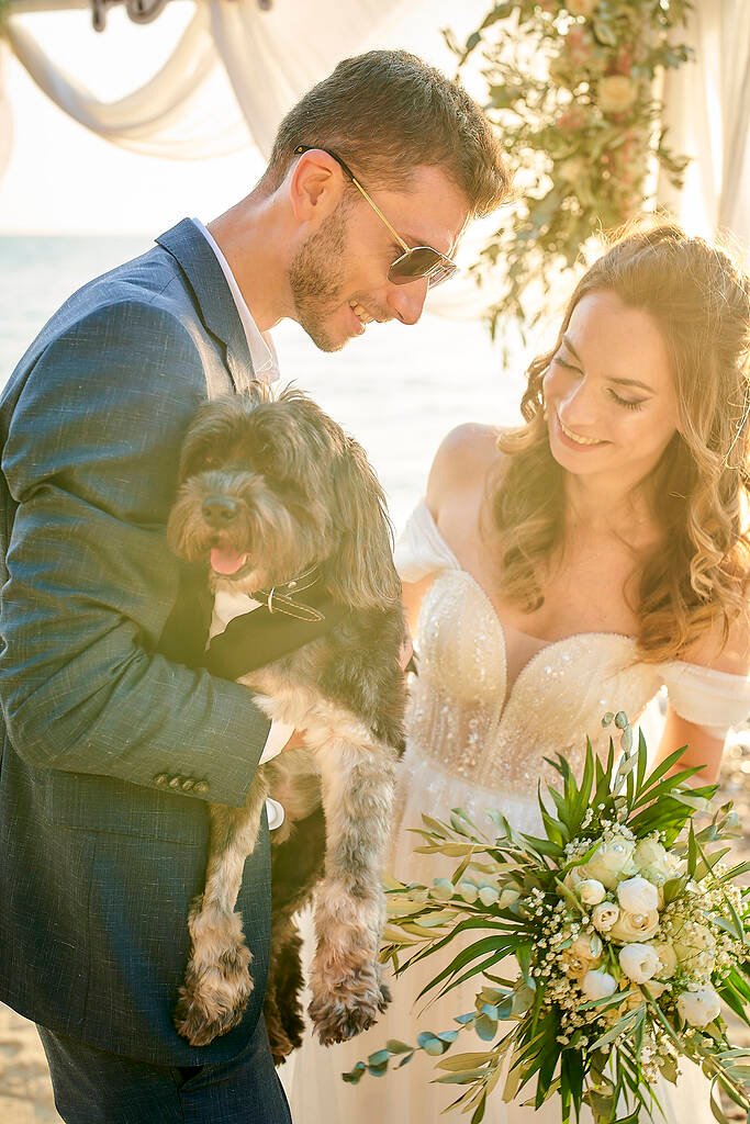 dog in a wedding